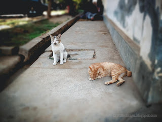 Couple Of Cats With Different Colors Approach To Mate On The House Yard