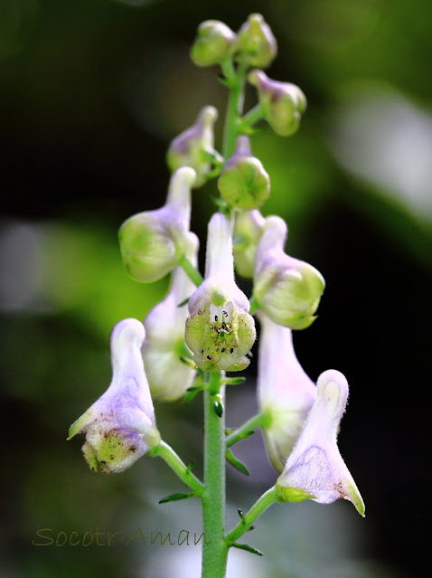 Aconitum fudjisanense