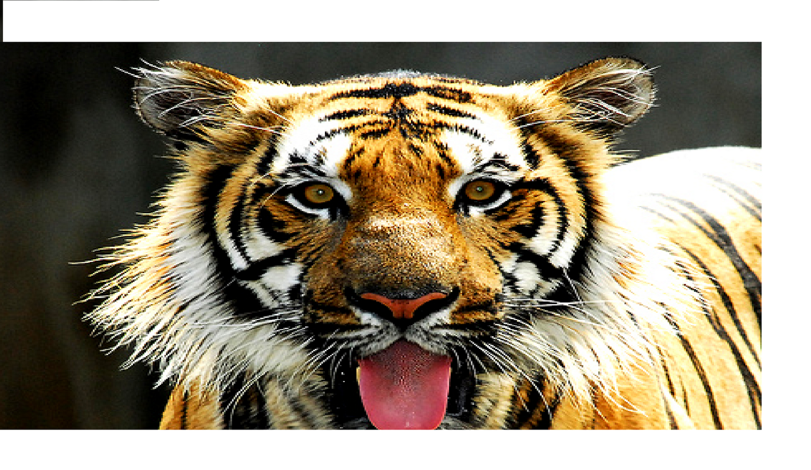 MoLeK SEngOTi Harimau Malaya Mengaum lagi 