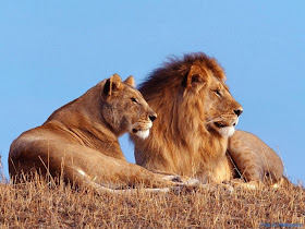 Male Lion & Female Lion