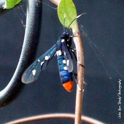 Polka Dot Wasp Moth - Syntomeida epilais