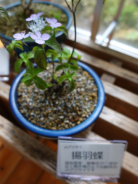 鳥取県西伯郡南部町鶴田　とっとり花回廊　ヤマアジサイ(山紫陽花)