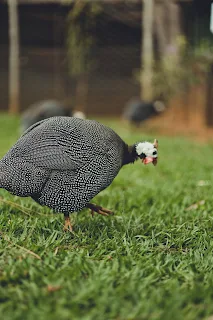Guinean fowl