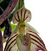 Bulbophyllum Ambrosia Orchid