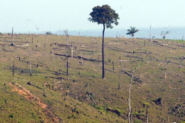 'Era Bolsonaro' está gerando desmatamento de 19 hectares por hora na Amazônia