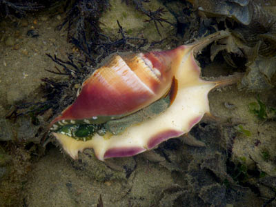 Spider Conch (Lambis lambis)