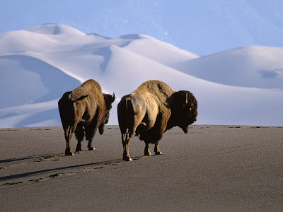 Bison Medano Zapata Ranch