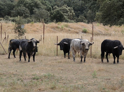 Novilhos de Couto Fornilhos em Calasparra