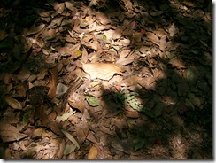 IMG_0019