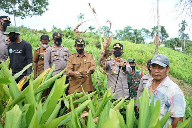 Ketahanan Pangan Tanaman Kunyit, Kapolres Pidie Kunjungi Kampung Tangguh Aceh