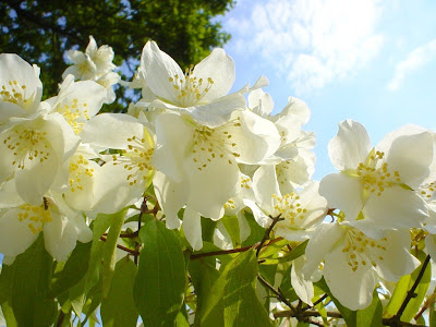 Beautiful Jasmine Flowers