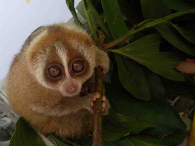 gambar kukang jawa (nycticebus javanicus}