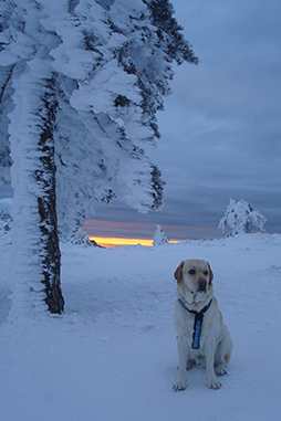 Tao y fulgor boreal