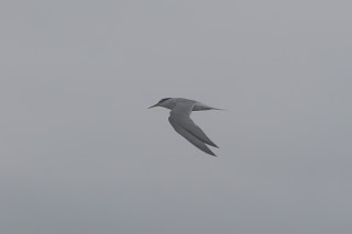 Adult Little Tern