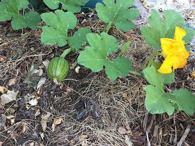 Green vine with small squash that turned out to be a pumpkin in the end