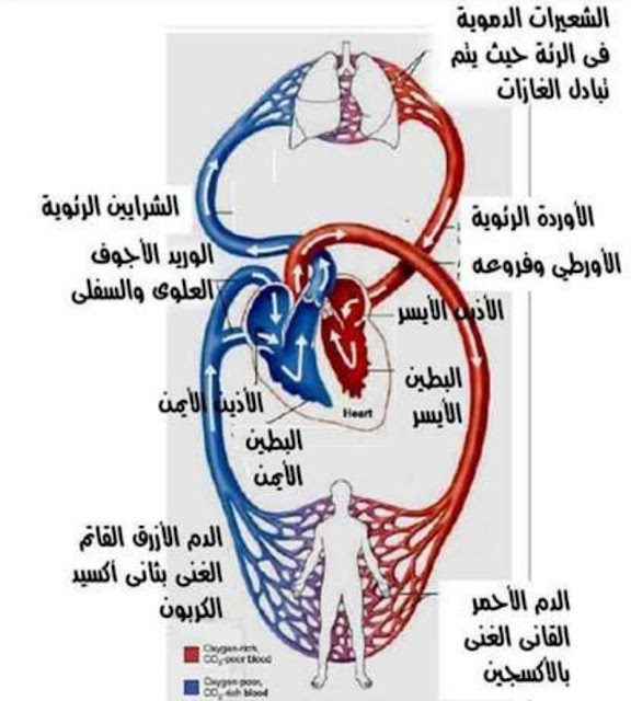 الشريان الأورطي