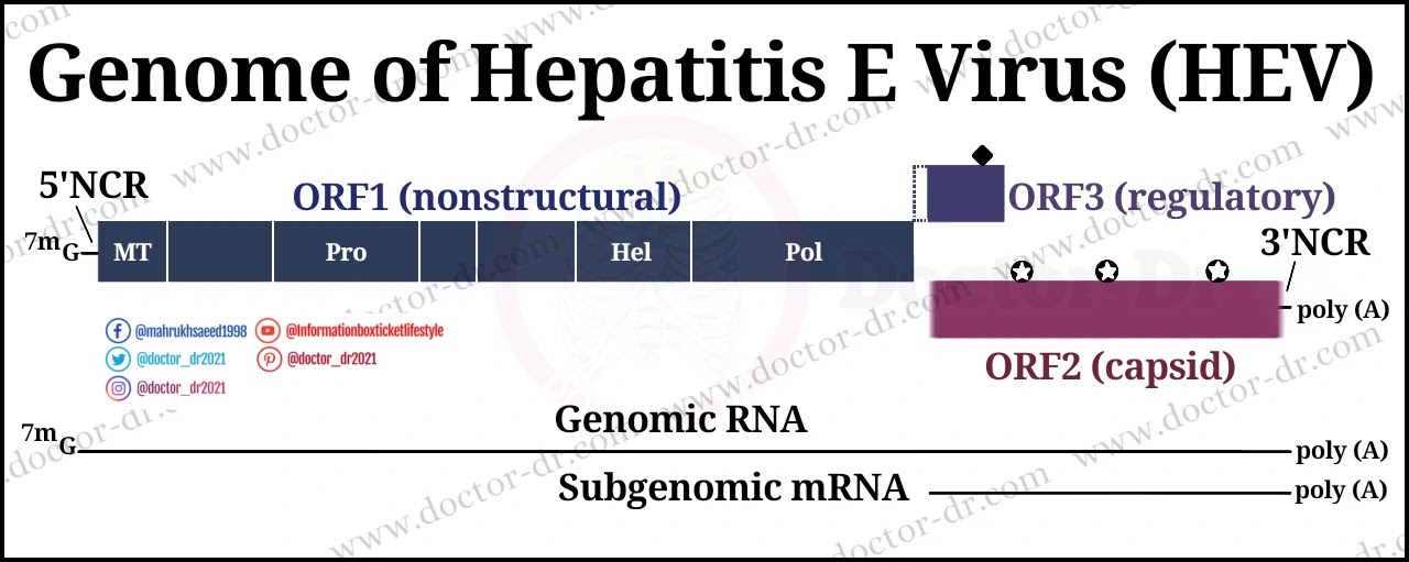 Genome of Hepatitis E Virus