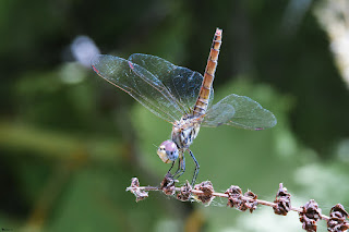 libelula-violeta-trithemis-annulata-Hembra-