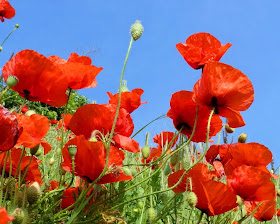 hoa poppy, hoa biểu trưng,  poppy hoa bieu,  hoa bieu trung,  hoc hoa bieu