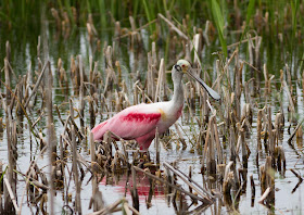 Roseate Spoonbill - Viera Wetlands, Florida