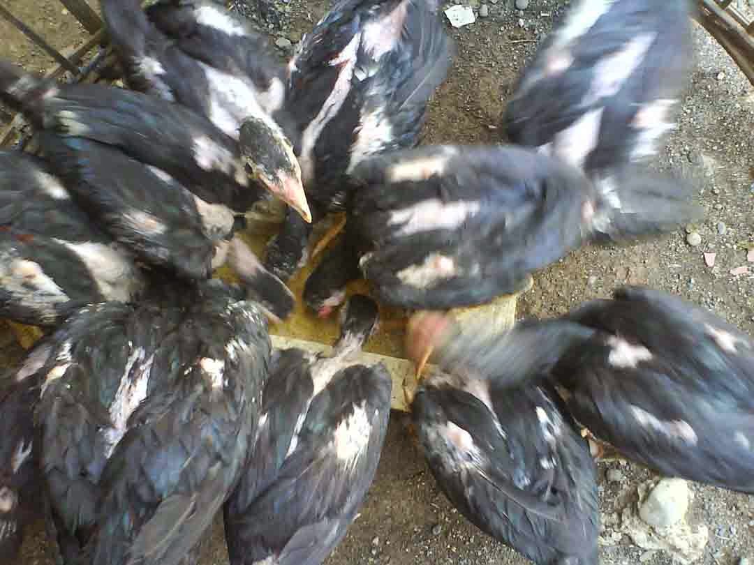 Cara Membuat Pakan Ayam Bangkok Aduan Agar Tulangnya Kuat