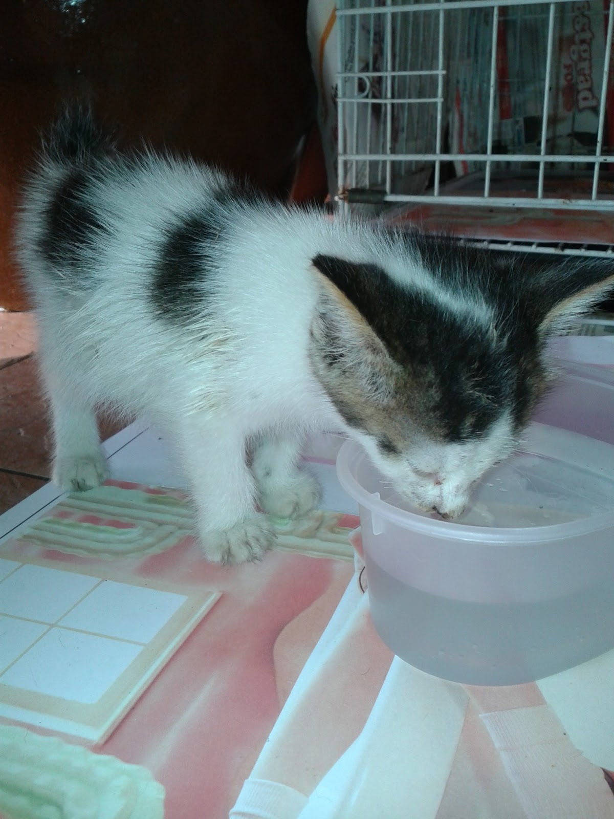Rona Roni E Man Dhani Memelihara Anak Kucing Yatim Piatu