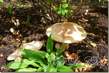 jewelry,toadstools,fairyring,gypsy jacket,aug booth 012