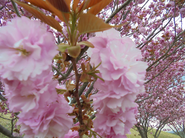 伯耆町総合スポーツ公園の牡丹桜