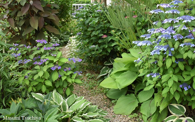 庭も寄せ植えも手入れ次第