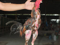 Ini Ayam Pama Terbaik Dan Termahal  Di Thailand, Namanya Free Kick Milik Noomrongme Farm