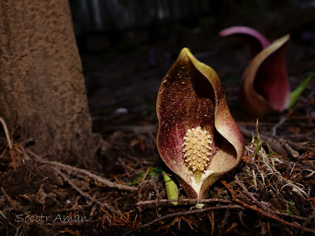 Symplocarpus renifolius