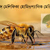 ইপিস মেলিফিকা Apis mellifica