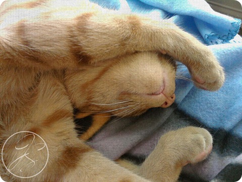 Aslan_HeadTuck
