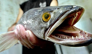 Ikan Paling Menyeramkan Dari Indonesia Kalahkan Piranha [ www.BlogApaAja.com ]