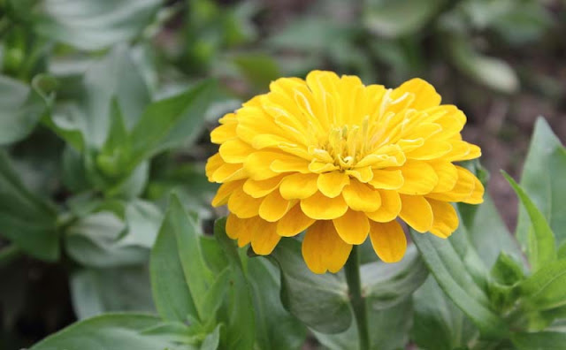 Zinnia Flowers