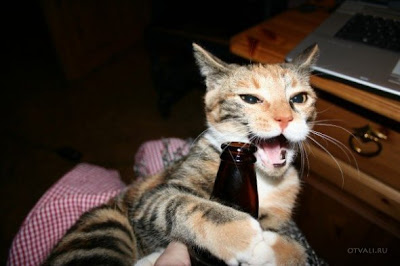 cat drink beer