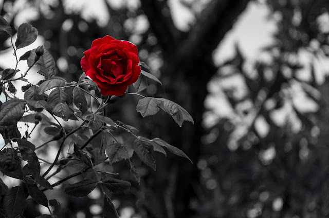 black and white photo of roses, with one red rose