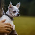 Dog Training - Everything You Need to Know!