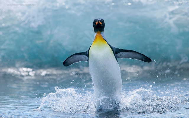 Penguin wallpapers hd