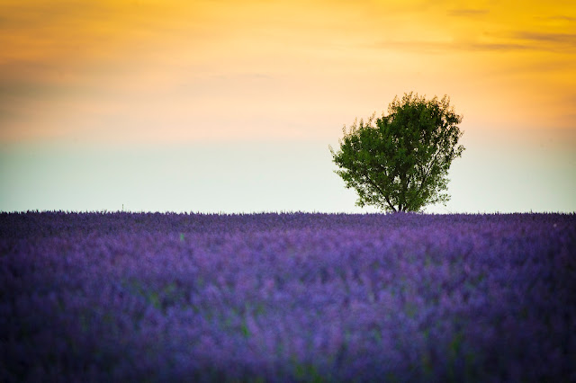 Valensole-Campi di lavanda al tramonto