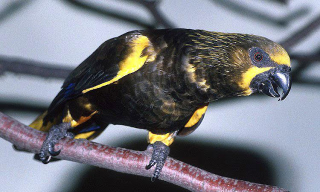 Nuri Cokelat,Brown Lory, Chalcopsitta sintillata