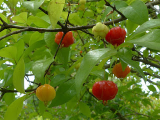 Cerisier de Cayenne - Eugenia uniflora - Cerise à côtes - Cerisier créole - Cerisier carré - Cerise carrée