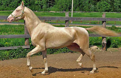Ini Foto-foto Akhal Teke, Kuda Emas yang Hampir Punah