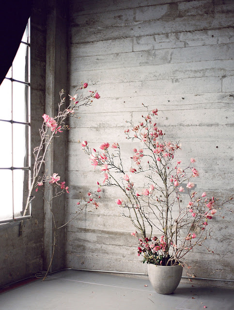 Magnolia Flowers