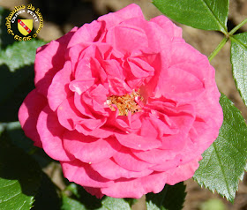 VILLERS-LES-NANCY (54) - La roseraie du Jardin botanique du Montet - Rose Elsmhorn