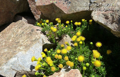 Senecio pachyphyllos