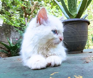 Persian cat kegalle for sale