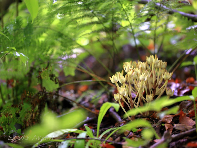 Yoania amagiensis