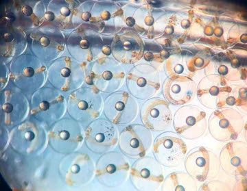 Cara Mudah Menetaskan Telur Artemia Agar Berhasil Menetas Semua