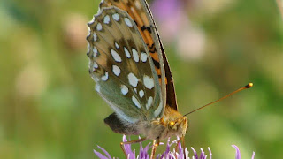 Argynnis (Mesoacidalia) aglaja (female) DSC59178